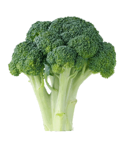 Broccolo